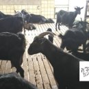 야곱 염소농장 이미지