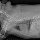 위례중앙동물의료센터 이미지