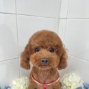 프라독 이미지