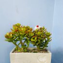 꽃그리고 | 왜관꽃집 다육그리고꽃 후기, 손에 들자마자 기분 좋아졌던 순간