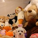 도그런하우스 이미지