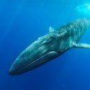 큰고래 이미지