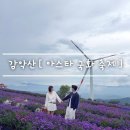 먹거리장터발전소 | 2025년 거창 감악산 [ 아스타 국화 축제 ] 10월 여행지 추천 feat. 별바람 언덕 주차장