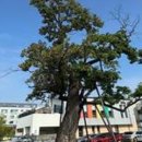 춘천시청 별관(춘천도시공사) 이미지