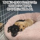 코카 이미지