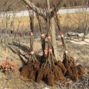 아로니아 블랙커런트 포포나무 블랙베리 묘목 판매 이미지