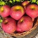 현대농원 이미지