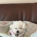도그랑 펫살롱 이미지