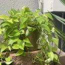 dd식물에 진심인 공간, 양재동꽃시장 ‘심다’ 후기🌿