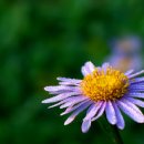 들꽃산장 이미지