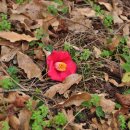 삼양검은모래해변 이미지