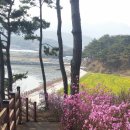 다래촌 네이버블로그