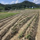 첨단부동산중개 | 주말농장용 밭 찾는다면? 장성부동산 &#39;행복부동산중개사무소&#39; 후기