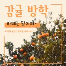 고맙수다감귤