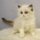 렉돌분양 보냅니당 이미지