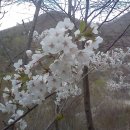 산안리 Daum카페