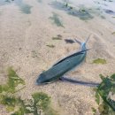 이호테우 비치해변 이미지