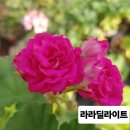 라라딜라이트제라늄(66) 이미지