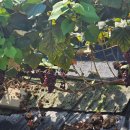 창규농장 이미지