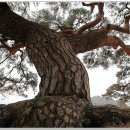 서창 소나무 이미지