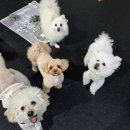 아이위드유치원 - 서구 | 비 오는 날에도 걱정 없는 일산애견유치원 위드온애견유치원 알찬 하루 대만족 후기