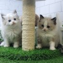 고양이전문점 허니캣 이미지