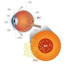 눈 건강, 황반변성 영양제 루테인 아스타잔틴 효능 및 제품 고르는법 이미지