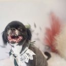꽃보다 Dog 네이버블로그