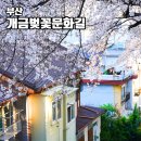 개금동 주택인근 | 부산 개금벚꽃문화길 주차 벚꽃데크길 고전적 느낌 SNS감성 사진 핫플
