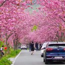 [마감] 4월23일(일) 서산 개심사 문수사 벚꽃 해미읍성 골목식당촬영지 이미지