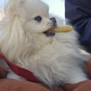 대한견식 이미지