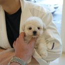 강아지분양 말랑퍼피 | 안양강아지분양, 믿고 선택한 홍스퍼피 솔직 후기