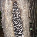 능이버섯 송이버섯 우슬뿌리 개복숭아 산행 이미지