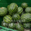 트레이더스 6월 4주차 할인상품과 추천상품 총망라