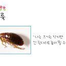 [빈센트반-프로젝트] 나는야 특별한 다리를 가졌어!!! [ 곤충의다리 ] 이미지