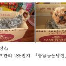 홍성군청(축산과) Daum카페