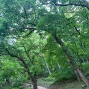 [급휴식 필요할 때 추천] 공주 마곡사 템플스테이로 떠나는 나홀로 여행