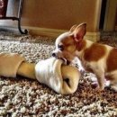 간식줄까? 이미지