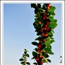 앵두나무우물가에 이미지