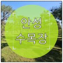 아라리가족성상담소 | 안성 수목장 비용 정리｜개인·부부·가족목 비교