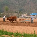 송아지집 이미지