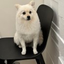 포에버퍼피 이미지