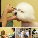 애견매니아 이미지