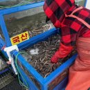 고성곰장어 이미지