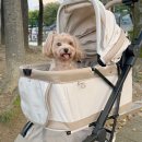 강아지당 | 강아지 유모차 고민 끝! 로띠에 노블레스돔 소형견 개모차 후기