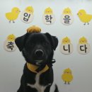 러닝독 스테이 이미지