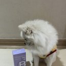 누리케어 | 펫누리 강아지 영양제 뉴트리션플랜 B 기관지케어 후기