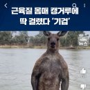 캥거루 근육봐.. 이미지