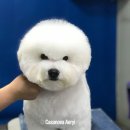 카사노바에리켄넬 이미지