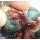 범서한방동물약국 이미지